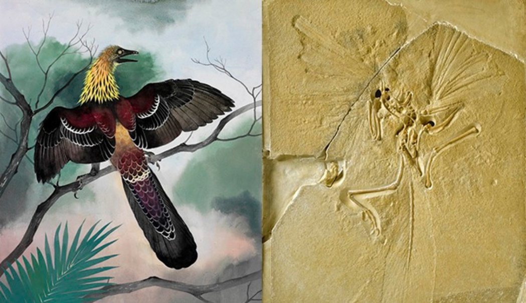 鳥類的部分DNA特徵可以肯定也存在於恐龍DNA當中。圖為介於有羽毛恐龍和鳥類之間...