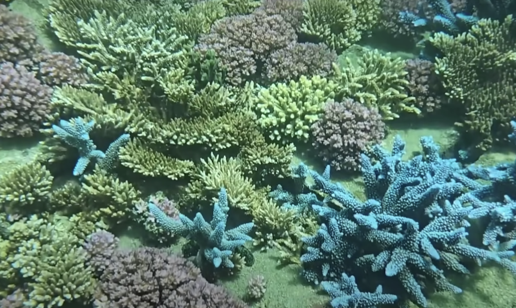 YouTuber「融融歷險記」拍下澎湖鎖港杭灣海面下滿滿的珊瑚復育成果。圖／翻攝...