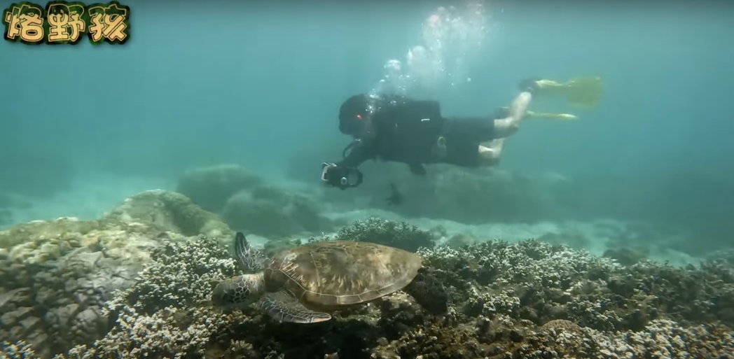 YouTuber「烙野孩」在澎湖種植珊瑚種苗時，幸運與海龜相見。圖／翻攝自「烙野...