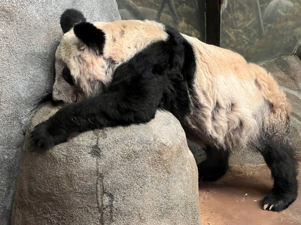 孟菲斯動物園的熊貓雅雅患有皮膚病，被誤會遭人虐待。 圖／路透社
