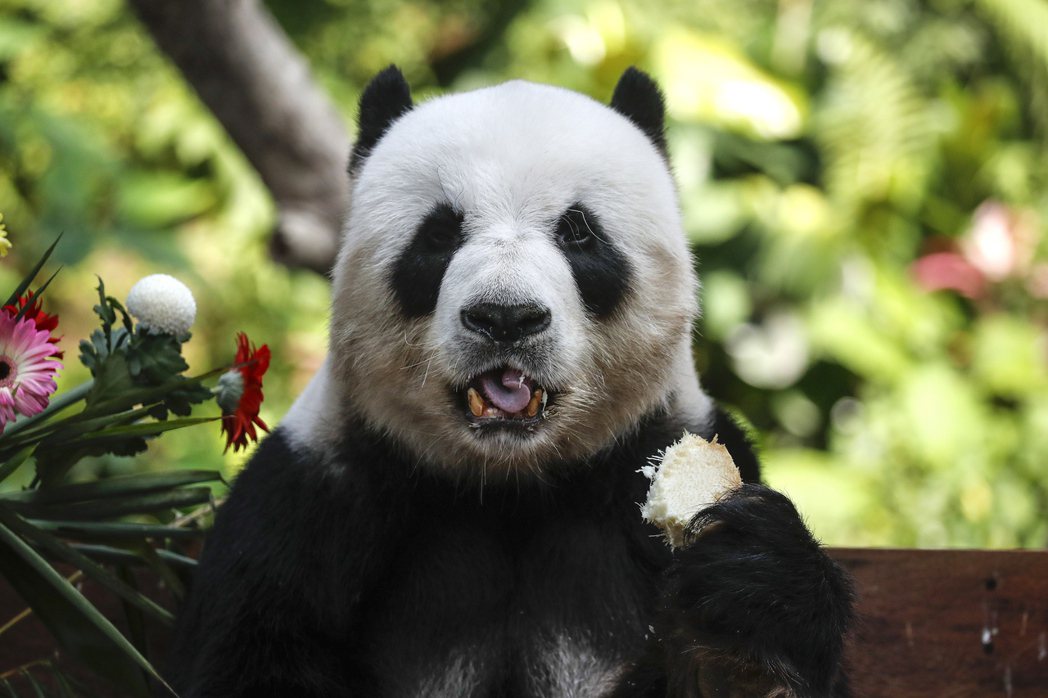 中國出借給馬來西亞的雄性大熊貓「興興」 圖／歐新社