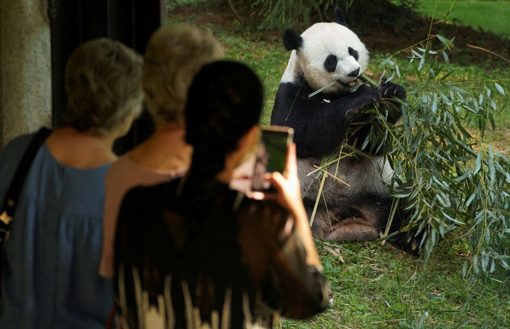 美國遊客拍攝熊貓美香吃竹子。 圖／路透社