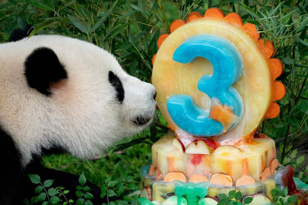 2023年8月，小奇蹟享用3歲生日蛋糕 圖／法新社