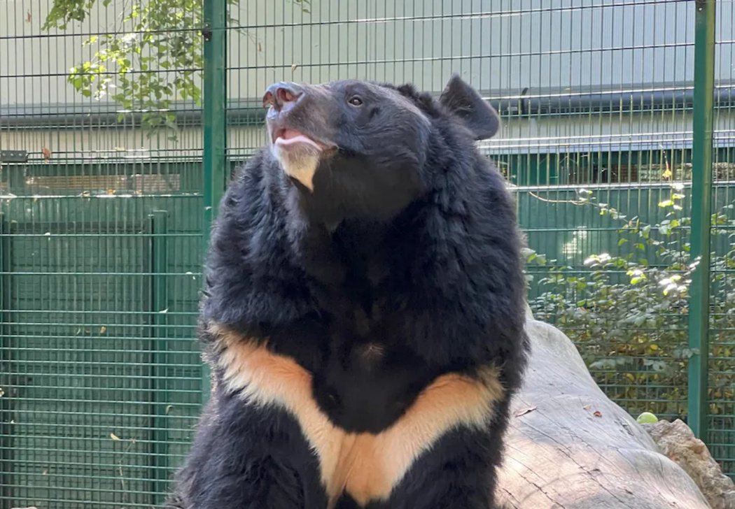 揚皮爾是一隻亞洲黑熊，胸前有一道特徵的白色斑紋，圓圓大大的耳朵聳立。 圖／五姊妹...