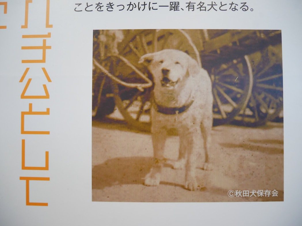 忠犬八公在車站前深情等候逝去的主人，動人故事流傳至今，日本各界也為了八公誕生10...