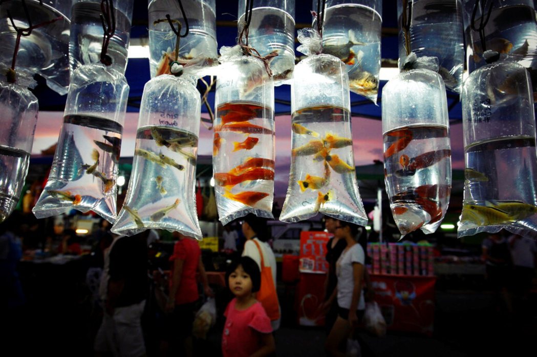 圖為馬來西亞的巴剎（傳統市場）一角，一位小女孩正在觀看袋子裡的小魚。 圖...