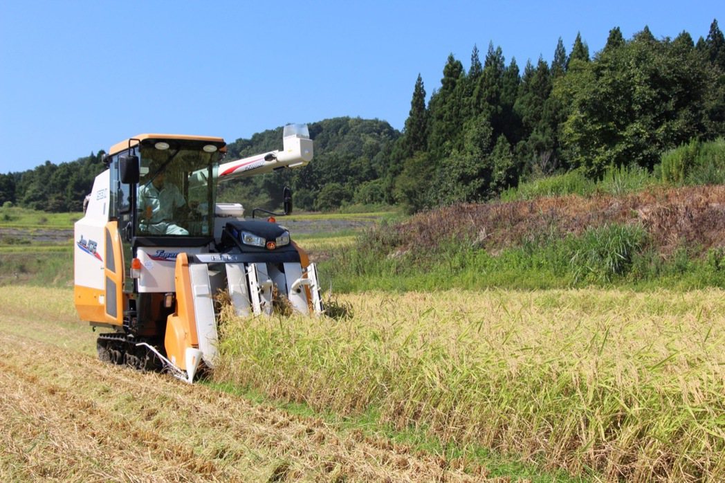 五百萬石為新潟代表酒米。 圖／Japan Agricultural Co-ope...