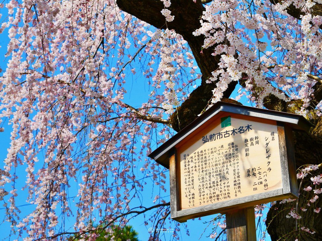 青森弘前公園內約15%櫻樹樹齡超過百年，實屬罕見。 攝影／下町貴族
