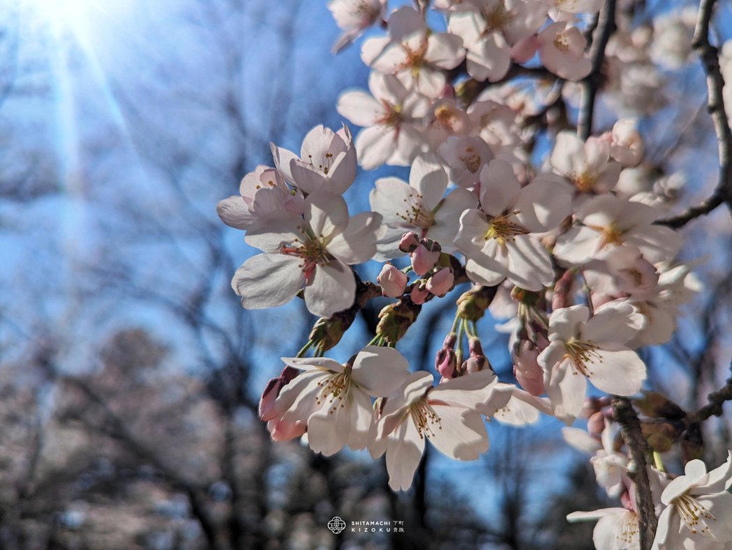 一個花房有五個花苞，是讓弘前公園櫻花華麗的原因。 攝影／下町貴族