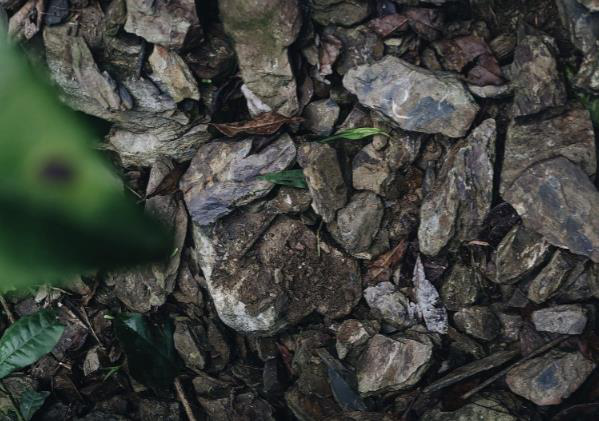 頁岩土地富含礦物質，提供野放山茶良好生長條件。圖／發現山茶提供