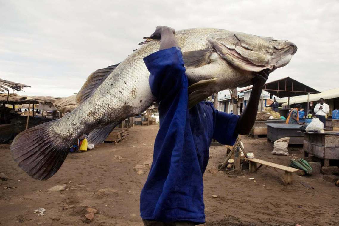 非洲維多利亞湖的尼羅河鱸魚（Nile Perch），是世界最大淡水魚之一。近年因...