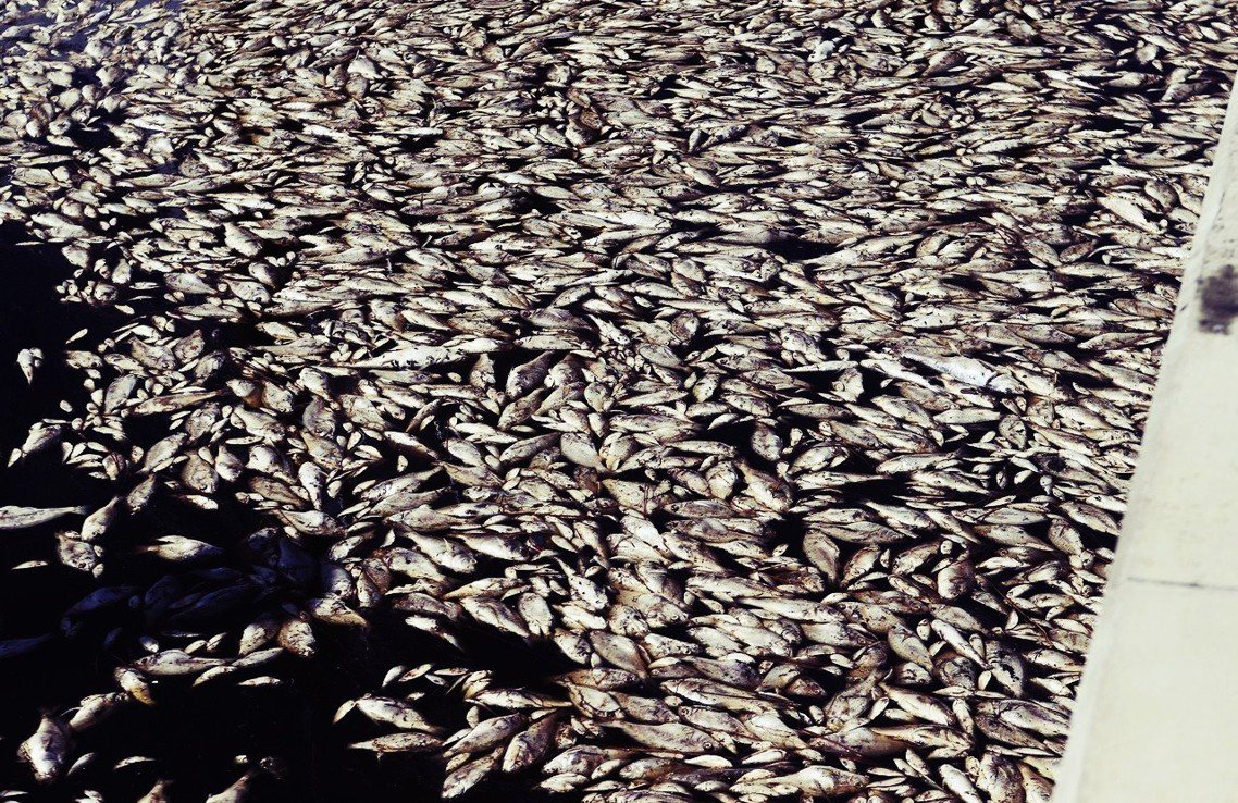 死亡海域的影響在墨西哥灣擴大，圖為佛羅里達州沿岸的墨西哥海灘，大量魚類受到海洋藻...
