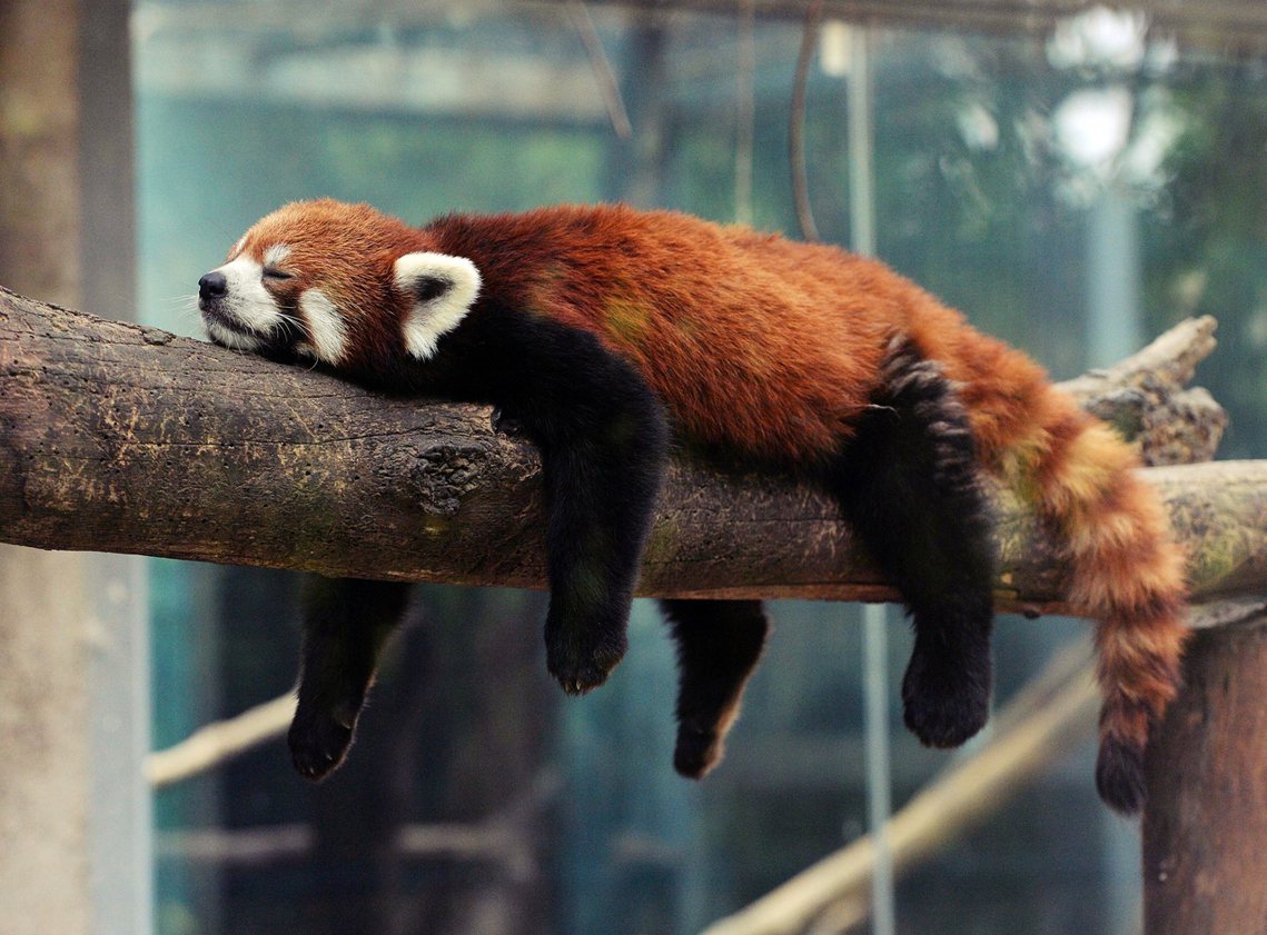 北京動物園裡的「中華小熊貓」。 圖／法新社