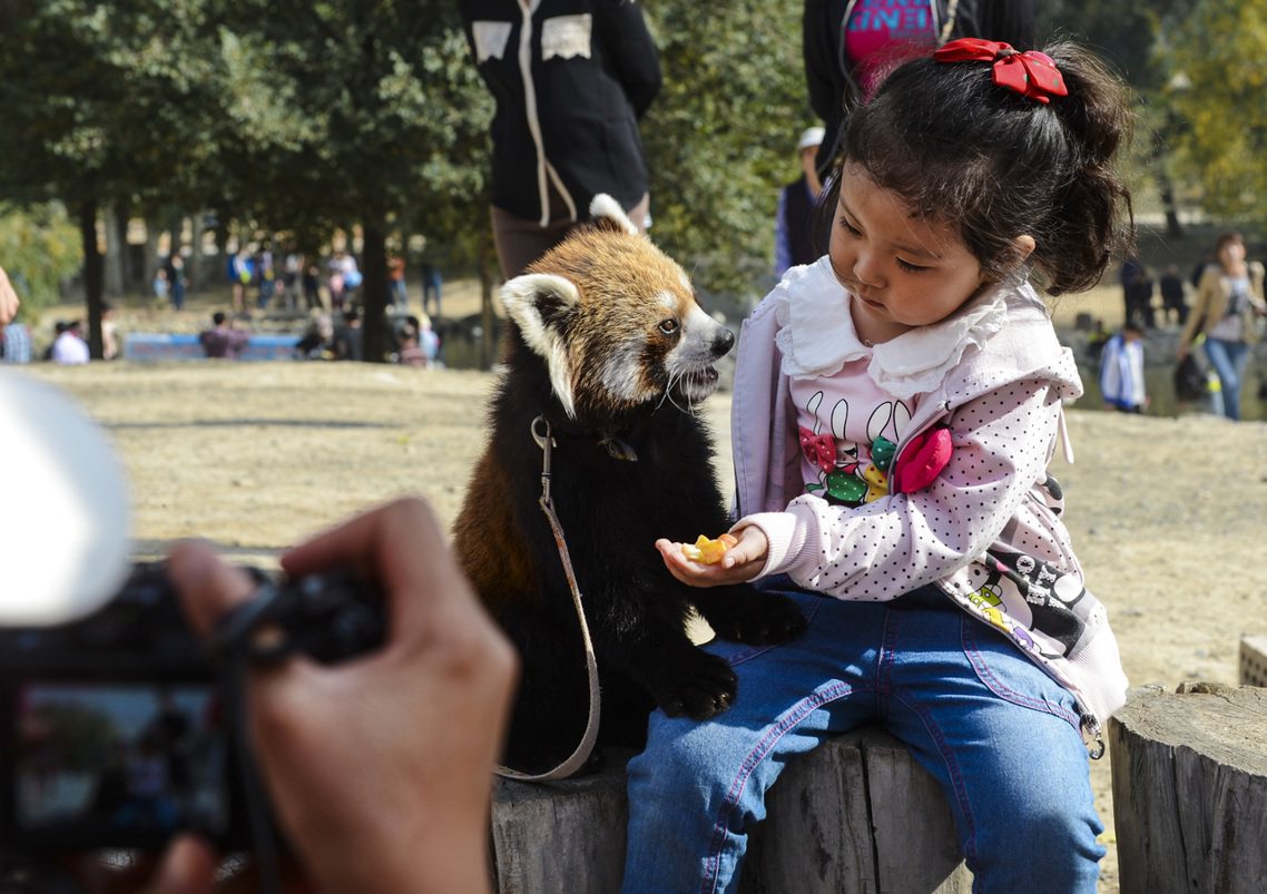 新疆烏魯木齊野生動物園裡的「中華小熊貓」。 圖／新華社