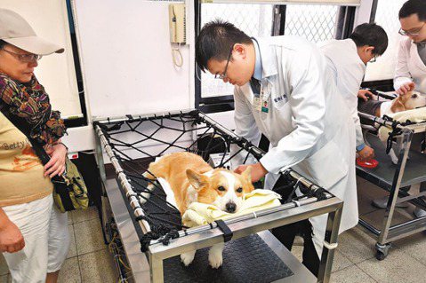 窒礙難行的法規，遭忽視的動物用藥爭議：一位獸醫師的執業觀察