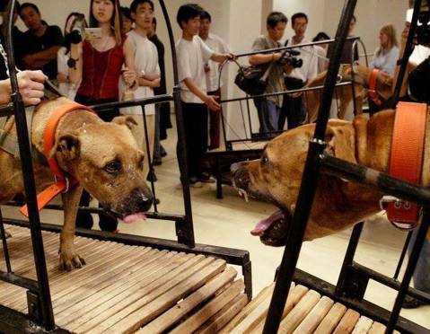 虐待動物有何藝術價值？——談古根漢美術館撤展爭議