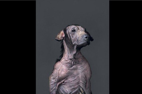 還給流浪犬一張「臉」——訪《生殤相》攝影師杜韻飛