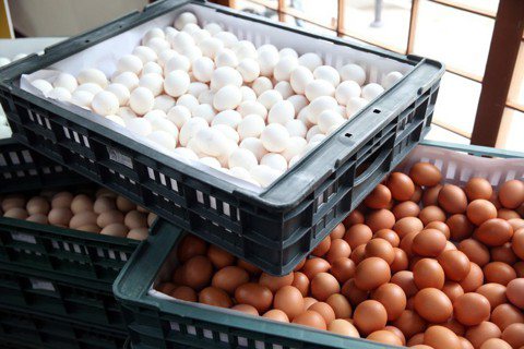 菜市場的法律學：蛋蛋的哀傷