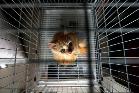 露西法案在台灣：寵物產業轉型，台灣準備好了嗎？