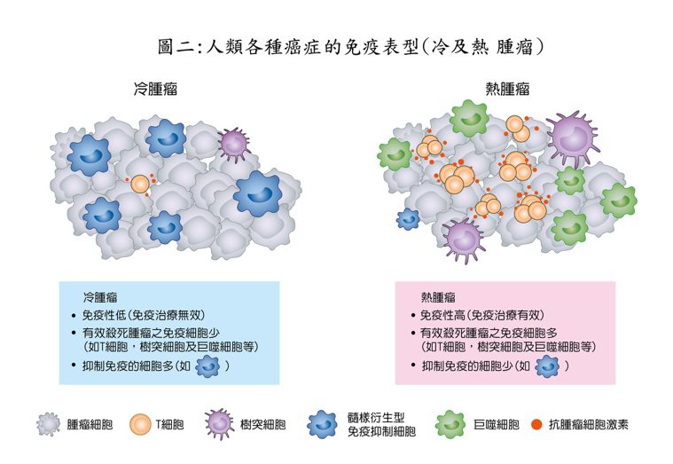 人類各種癌症的免疫表型（冷及熱 腫瘤）。圖／台灣乳癌基金會