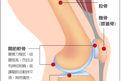 軟骨磨損是膝關節退化的主因少動就能減少磨損嗎 骨科 復健 科別 元氣網