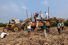 乾旱天候影響 彭博：印度傳將限制砂糖出口 威脅全球供給