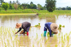 全球稻米遇20年最大短缺 烏戰與極端氣候恐推高米價至明年