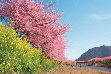 日本最早櫻花 伊豆河津櫻祭