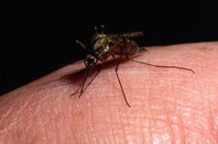 一點血夠產2百顆卵 蚊子大軍繁殖驚人