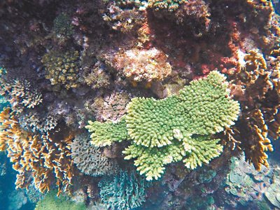 宜蘭縣南方澳豆腐岬迄今發現超過120餘種珊瑚。 圖／尚海旅行社提供