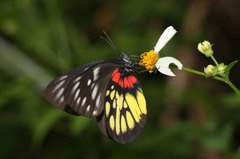 奧萬大林區逾200種蝴蝶 賞蝶步道施工中