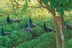 動保團體：金門藍孔雀 恐已影響生態平衡