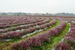 桃園仙草花節圓滿落幕 吸引逾百萬人次參觀紫色花海