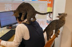 不動產店可和貓貓一起上班！員工遭突襲「抱頭理毛」笑翻同事