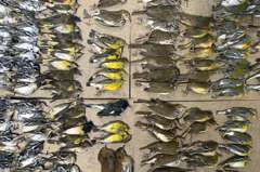 「到處都是鳥的屍體」 數百隻遷徙飛鳥撞上紐約大樓