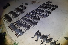 金門沙崗農地傳大量鳥類死亡 縣府緊急調查