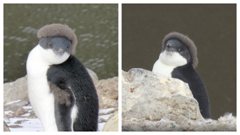 小企鵝戴棕色貝雷帽 「雙下巴炸出」 一臉無辜看鏡頭爆紅網笑：企鵝家族？