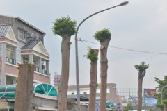 樹木修剪無標準 台東縣府不排除訂規範