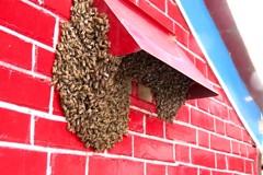 蜜蜂分家看上福德宮 埤頭竹仔圍信眾嘖嘖稱奇