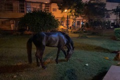 大型寵物「黑馬」半夜路上閒晃 警安撫幸未傷及民眾