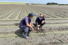8月雨勢造成大豆農損 彰化二林、芳苑符合現金救助