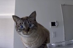 貓奴漏了餵食機「最重要步驟」 主子緊盯鏡頭抱怨：食物沒有出來啊！