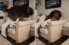 紐芬蘭犬忘記自己長太大隻 「硬擠沙發」堅持跟把拔一起睡：人家要撒嬌 