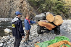 大安溪上游執行「滅鼠專案」 警方查獲重逾2噸盜伐肖楠
