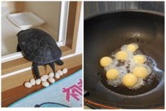 寵物烏龜每年在浴室狂下10多顆蛋！他乾脆「下鍋煎來吃」超謎味道曝