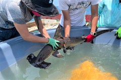美國喬治亞水族館與我攜手 追蹤鯊魚洄游路徑挽救滅絕