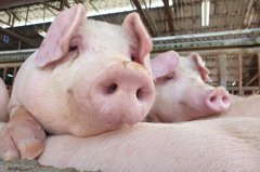 台灣豬品質再獲肯定 防檢局：種豬新增輸出菲律賓