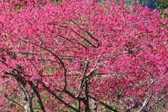 影／為3月櫻花季暖場 阿里山公路沿途山櫻花已綻放