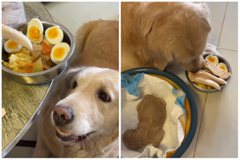 黃金獵犬為了吃月子餐也產下寶寶！網揪一關鍵：100％證明生子純粹用來蹭飯