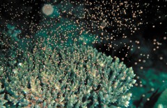 墾丁珊瑚產卵美如燦爛星空 不必潛水…線上直播就可親睹